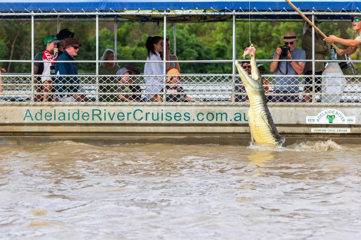 Crocodile jumps for food near a river cruise boat with tourists watching, labeled 'Adelaide River Cruises'.
