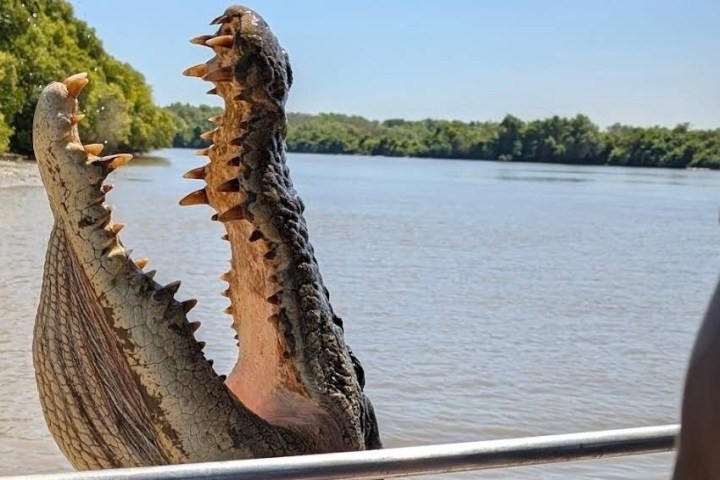 Crocodile with open mouth close to a boat on a river.