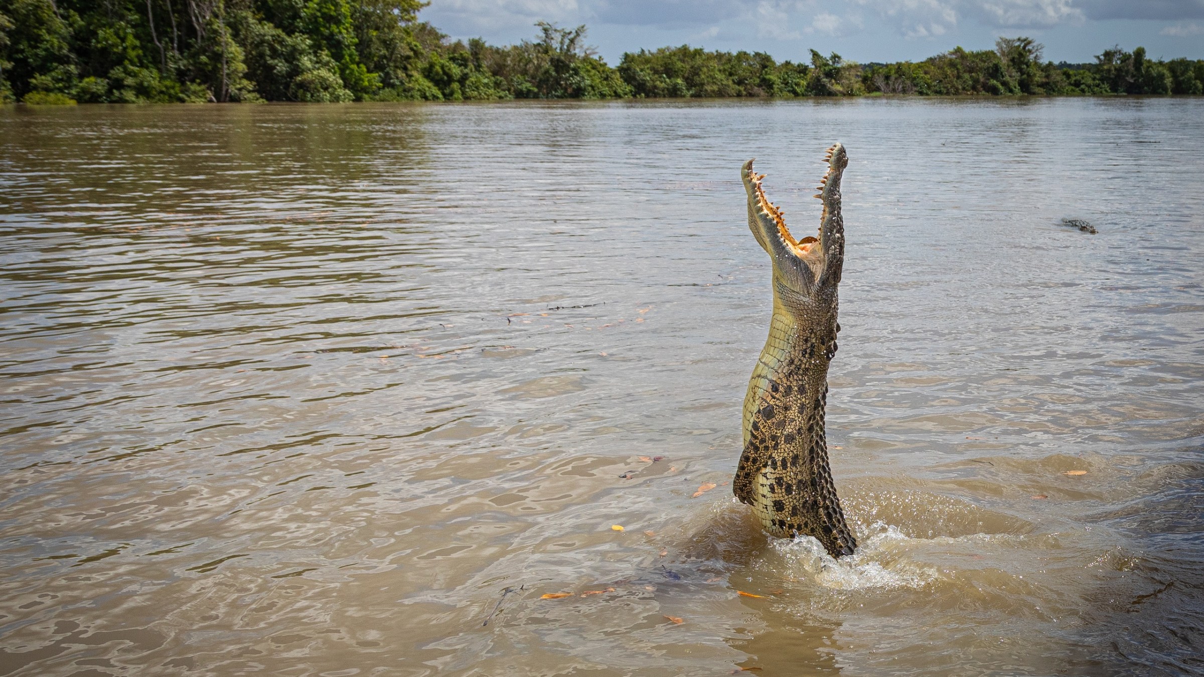 Crocodile leaping out of water with open mouth against a backdrop of trees and cloudy sky.