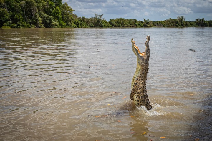 Crocodile leaping out of water with open mouth against a backdrop of trees and cloudy sky.