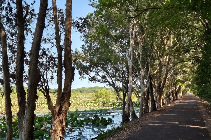 Tree-lined path beside a pond with lily pads under a clear blue sky.