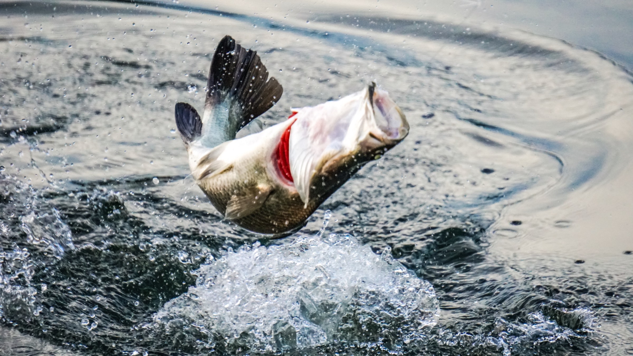Fish jumping out of water creating splash and ripples around it.