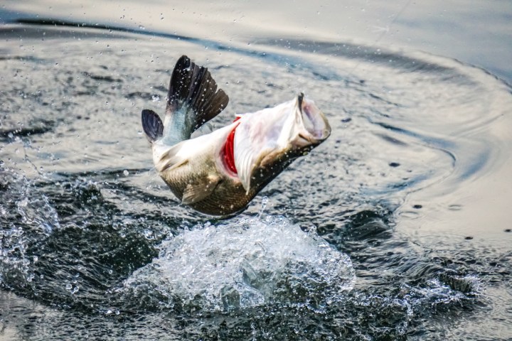 Fish jumping out of water creating splash and ripples around it.