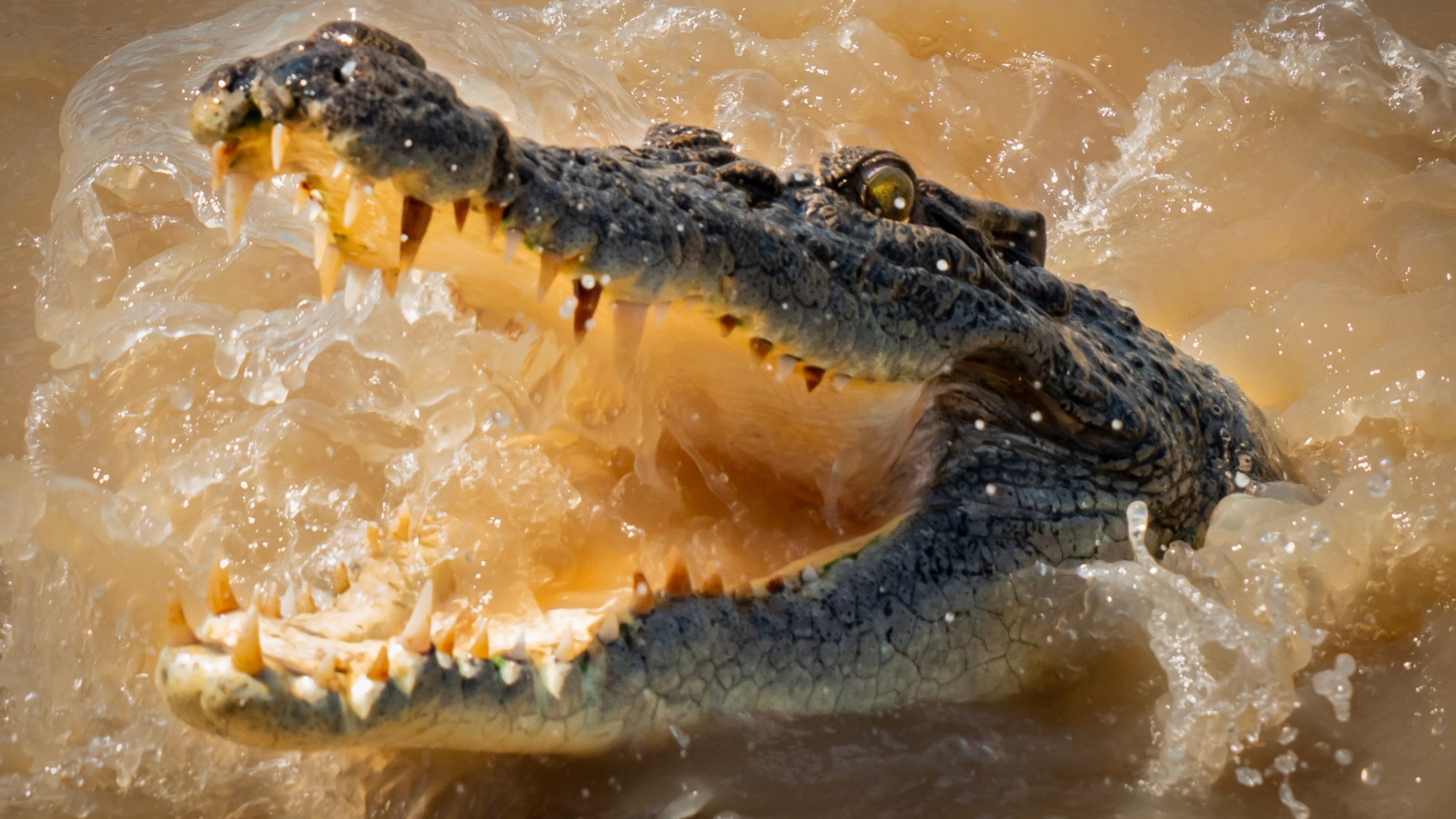 Crocodile with open mouth above water in a splashy beige river.