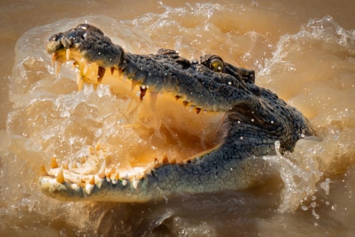 Crocodile with open mouth above water in a splashy beige river.