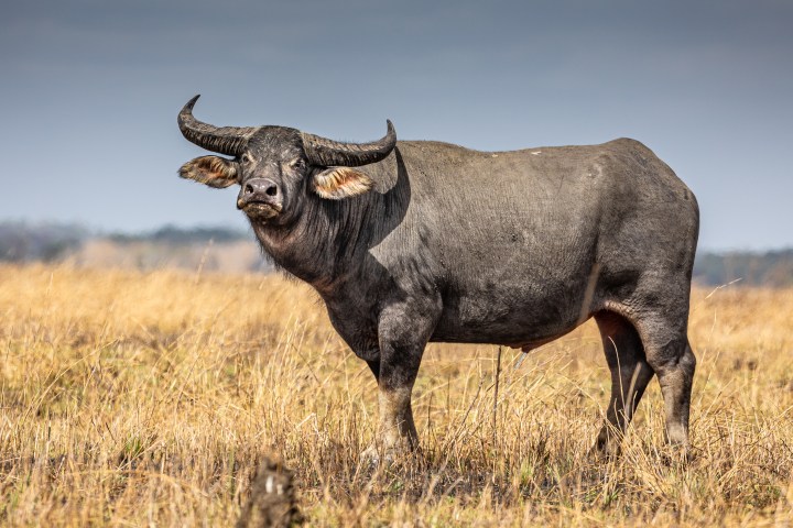 A buffalo standing in a grassy field under a cloudy sky.