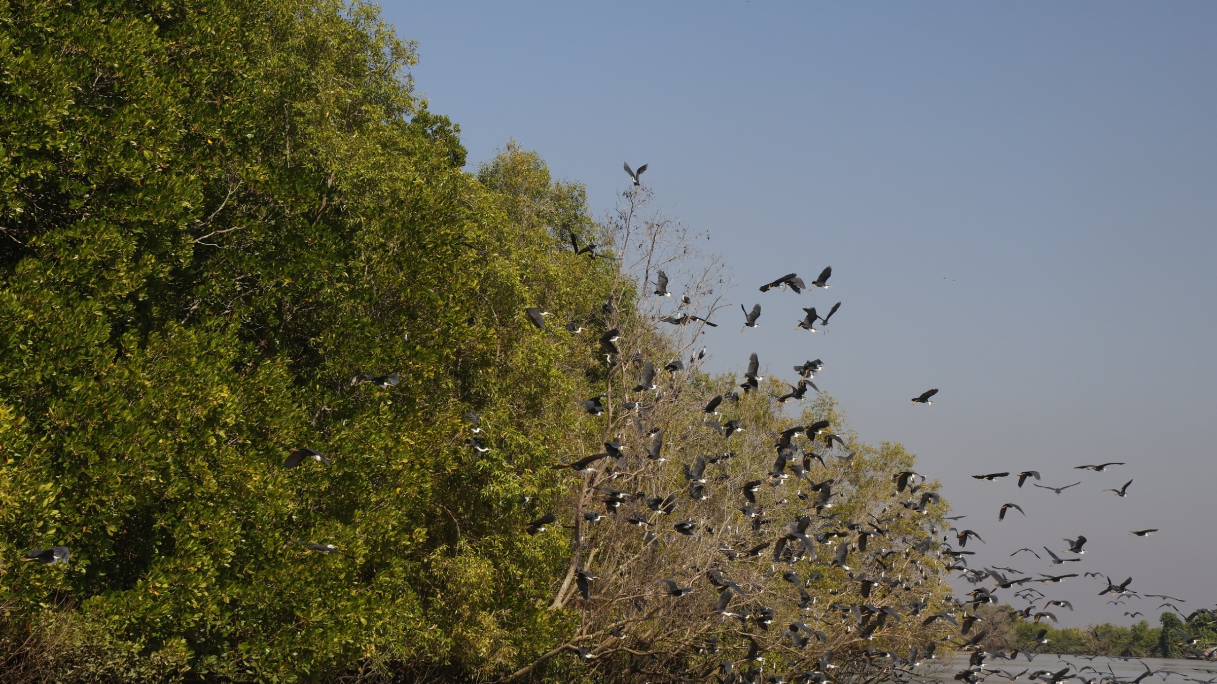 Flock of birds flying above a river near dense green trees under a clear blue sky.