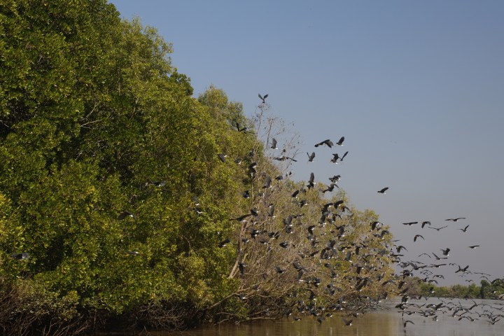 Flock of birds flying above a river near dense green trees under a clear blue sky.