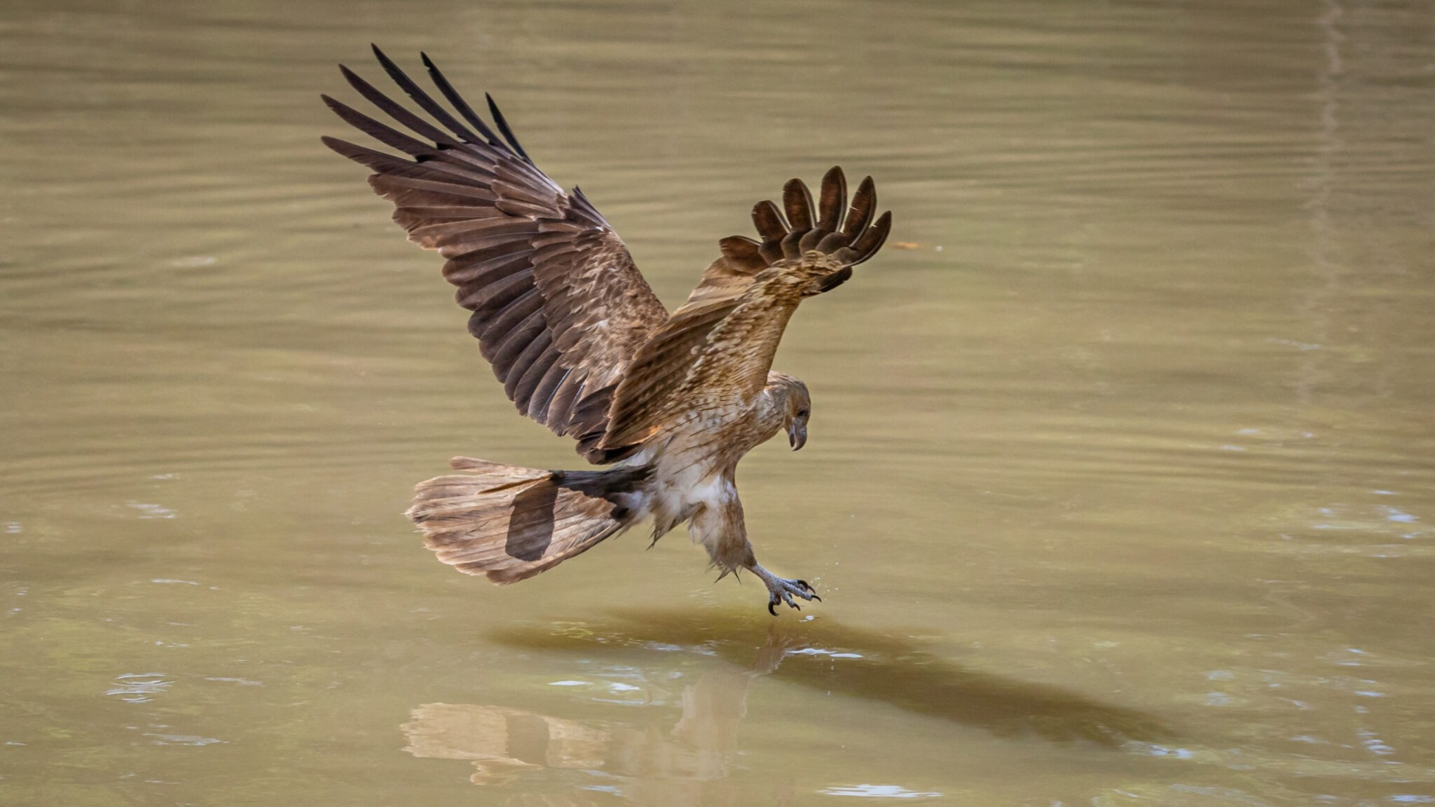 Bird of prey with wings spread, skimming water surface with talons extended.