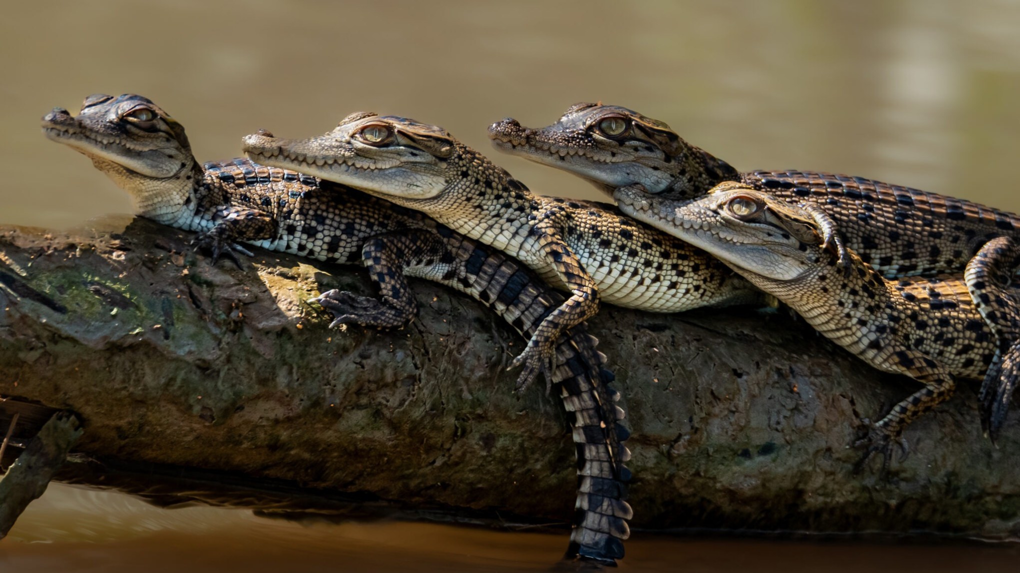 Four baby crocodiles resting on a log above water.
