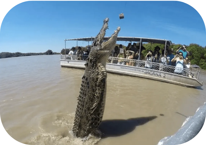 Crocodile leaping for food near a boat with people watching on a river.