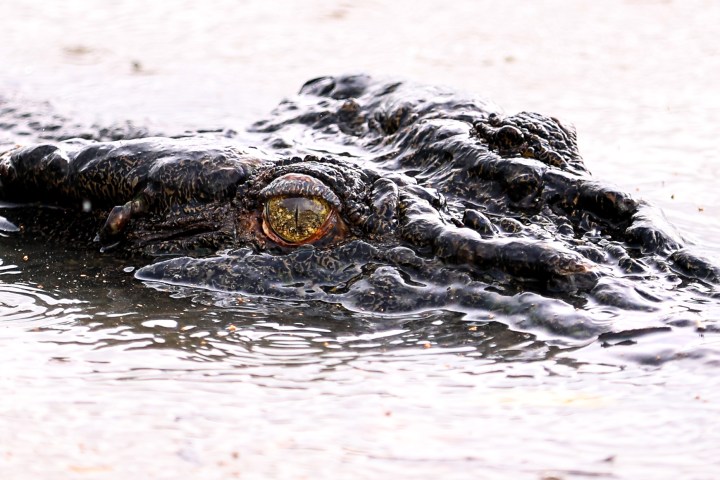 Crocodile partially submerged in water with eye visible.